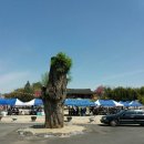 화양초교 이미지