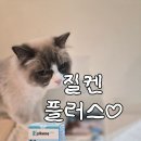 제인동물병원 | 리뷰] 강아지고양이스트레스케어영양제 천연유레성분 질켄플러스 두 집사 급여 솔직 후기(feat:쫄보의용기)