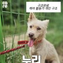 광주TNR동물병원(초월) | 🌿광주 죽음의 풀숲 노예 개들 입양에 관심 부탁드립니다. 이제 3주 남았습니다. 동물권단체케어/ care