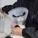 다온냥 | 강남 고양이미용 : 코숏미용 후기 (내돈내산)