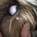 전남동물의료센터 | 전남동물의료센터 방문 후기 – 피지낭종 치료 (주말 진료 OK!)