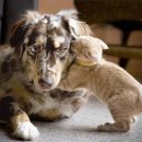 강아지홀릭 이미지