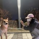 프리도그맘 네이버블로그