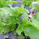 십일남매 이미지