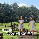 예산-73 | "200년 된 하얀 소나무?" 예산 용궁리 백송, 아이와 반려견이 함께한 여행