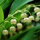 하늘꽃한의원 이미지