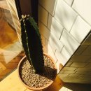 프룻하우스