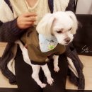 와니펫싸롱 이미지