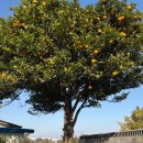 하귤별장 이미지