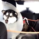 에이스동물병원 이미지