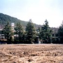 (학교)영동초 Daum카페