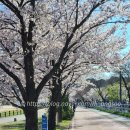 남한강로 | 충주 금릉동 남한강로 탄금공원 2026 벚꽃길 산책로 추천