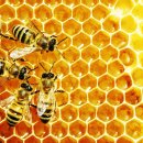 꿀은 항생제보다 호흡기 증상, COVID-19, 치료에 더 효과적 일 수 있다, Honey may be more effective for treating respiratory symptoms 이미지