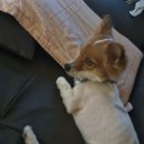 주식회사에스티유 | 하이오투 - 댕냥이 화장실 스프레이 리뷰
