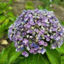 이삼농장 이미지