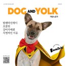 어스펫(US-pet) | 개랑노른자 | 2월 개랑프라이 매거진 표지모델 선정후기 (feat. 엠버서더 굿즈)
