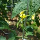 수연농원