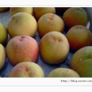 부원농장 이미지