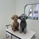 아워퍼피 이미지