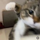 컴바이25 | [천안 카페] 컴바이엣, 픽스커피, 브루어스커피 후기