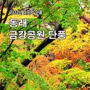 아쉬운 동래 금강공원 단풍 이미지