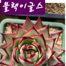유니베라광명소하대리점