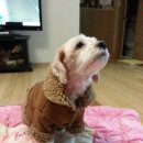 언니네강아지 이미지