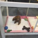 미니 & 바니 애견샵 이미지