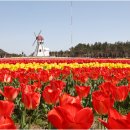 2025 섬 튤립축제 이미지