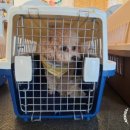 행복켄넬 이미지