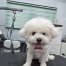 블루밍독 이미지