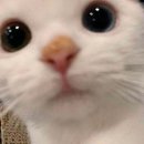 뽀독 이미지