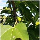 천우 농장 이미지