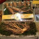 수삼랜드 이미지