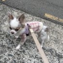 허그도그 | 울산 언양 애견훈련 산책 줄당김 기본 예절 교육 후기