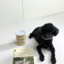 디앤씨빌딩 | 강아지 수제간식 추천 영양만점 강아지간식 디앤씨 황태가루 솔직후기