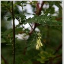 아사마을 이미지