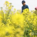 낙동강변 축구장 2 이미지