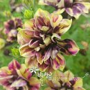 (주)하나마이 이미지