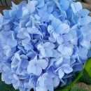 대주농장3 이미지