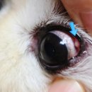 기흥로움동물병원 | 강아지 눈 흰색 다래끼 혹 뾰루지 병원비 후기 맥립종 산립종