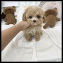 멍앤냥 강아지고양이 안양점 이미지