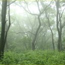 등봉22통새마을 | 낙동정맥 03 - 송알송알 싸리잎에 은구슬