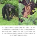 탈출한 침팬지·사자의 비극… ‘생추어리’ 전환 목소리도 이미지