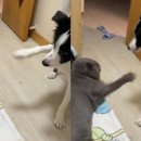 냥냥펀치 이미지