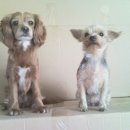 부구시장 이미지