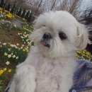 한우목장 | 서산 가볼 만한 곳 BEST 🐶 강아지 동반 개심사 서산 한우목장 여행 후기