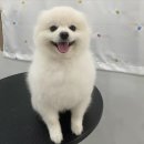 댕스얼랏 이미지