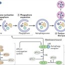 Re: 장수, 항노화 관점에서 . autophagy의 모든 것 ... 2019 nature review 이미지