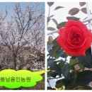 김제 용인농원 이미지